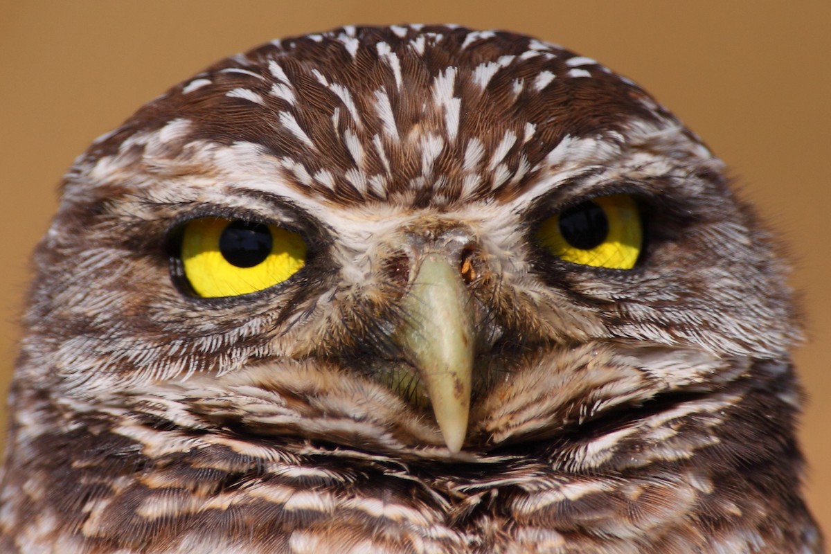 Burrowing Owl - ML208096341
