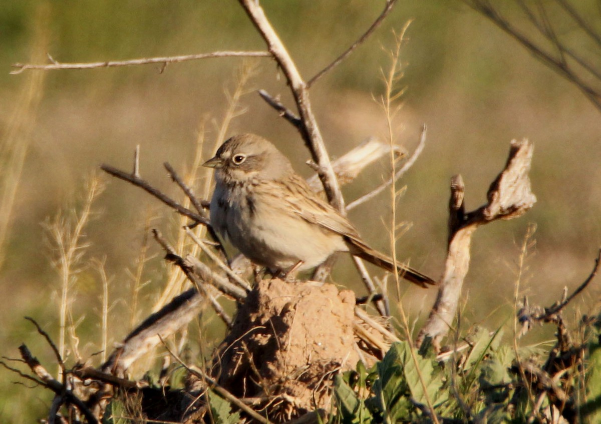 Sagebrush Sparrow - ML208100491