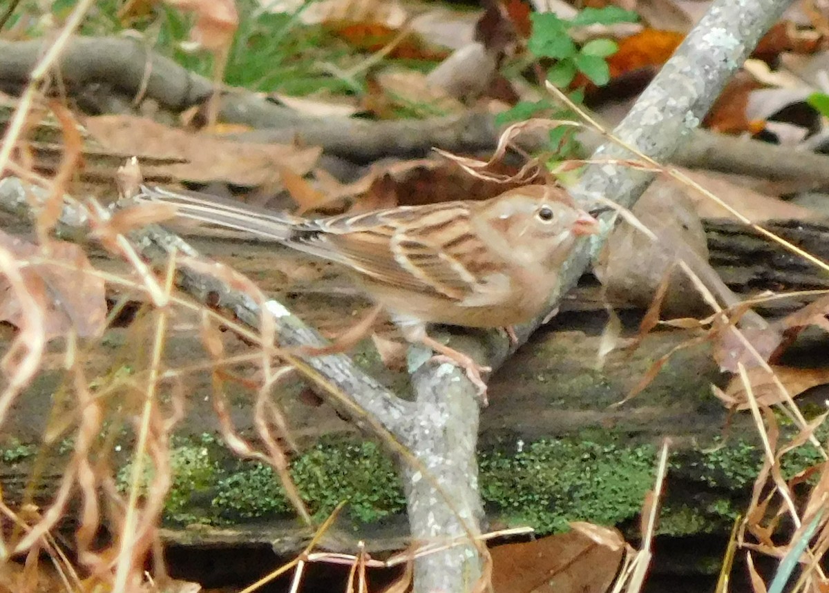 Field Sparrow - Eric Cormier