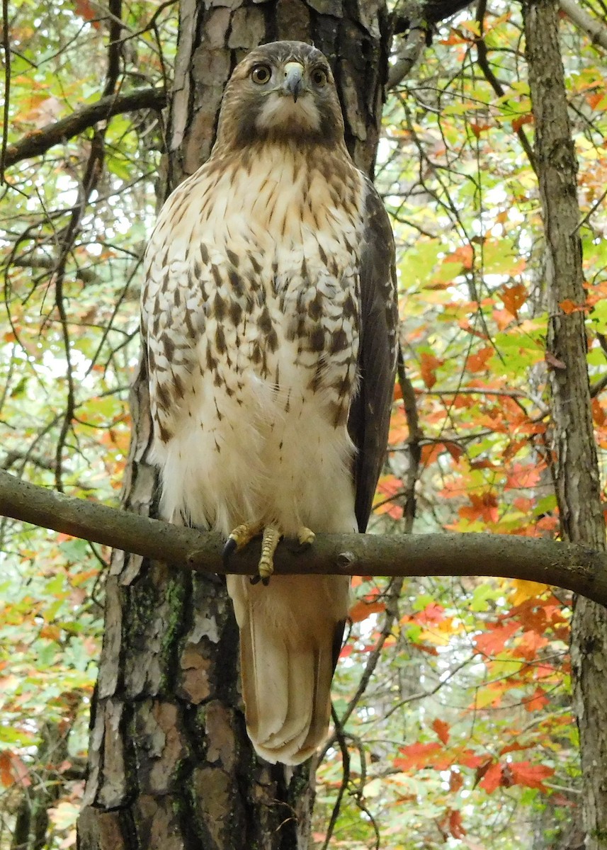 Red-tailed Hawk (borealis) - Eric Cormier