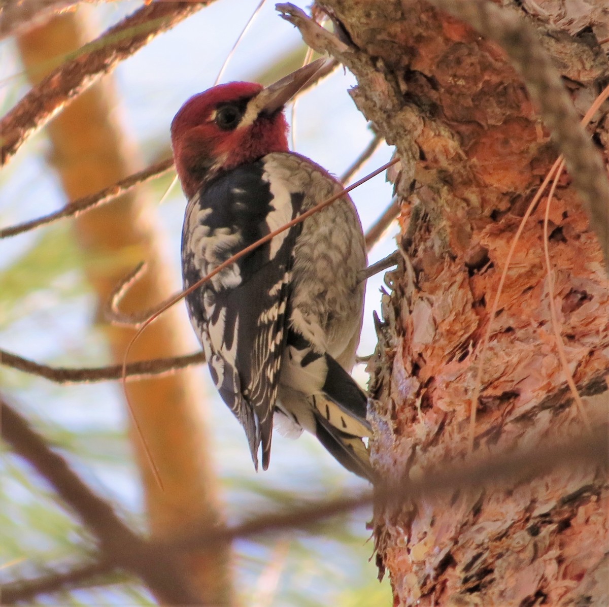 Red-breasted Sapsucker - ML20810601