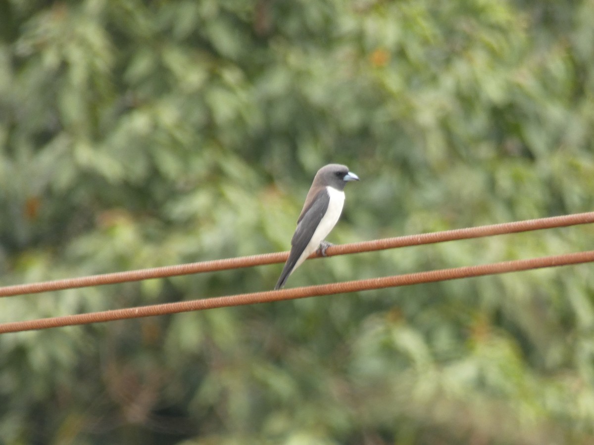 White-breasted Woodswallow - ML208117011