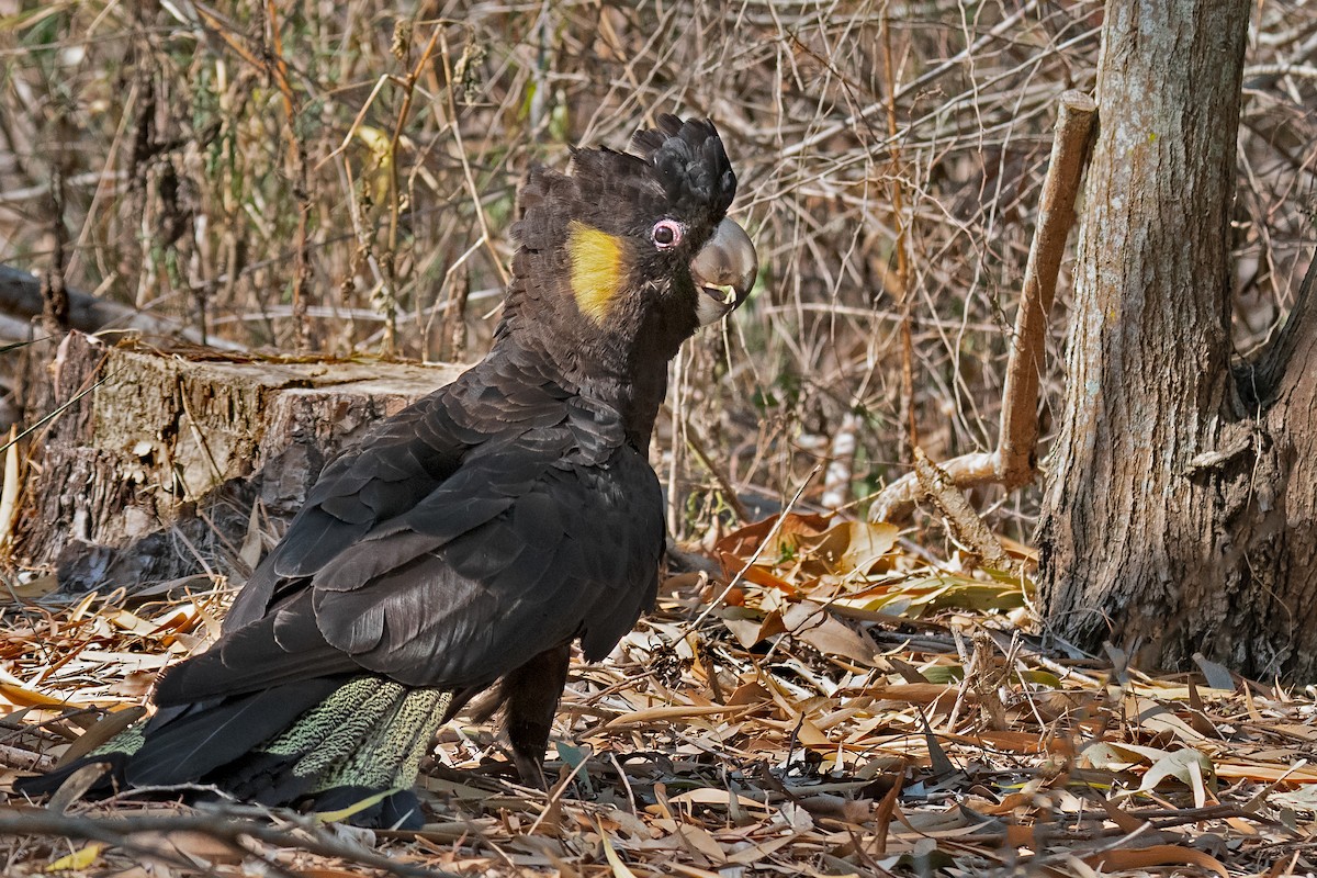 Yellow-tailed Black-Cockatoo - ML208117061
