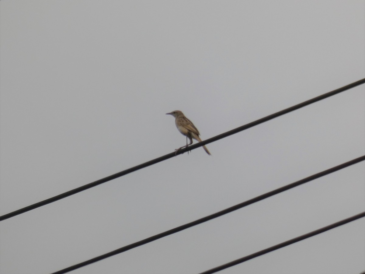 Striated Grassbird - ML208117101
