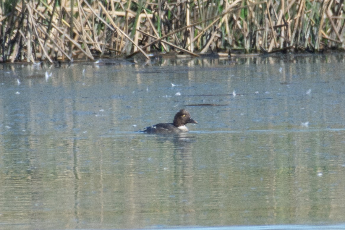 eBird Checklist - 1 Feb 2020 - La Lagunita El Ciprés - 34 species