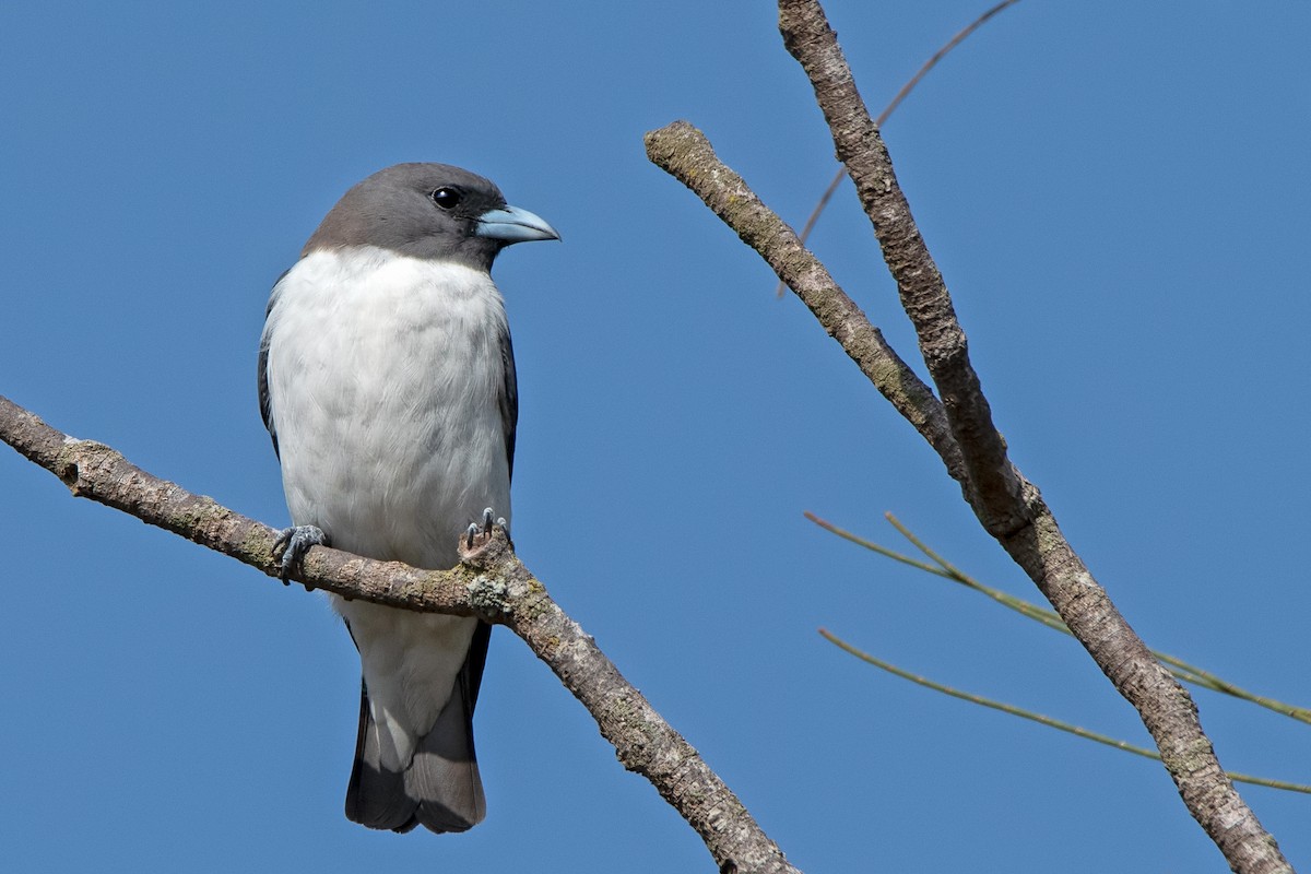 White-breasted Woodswallow - ML208117571