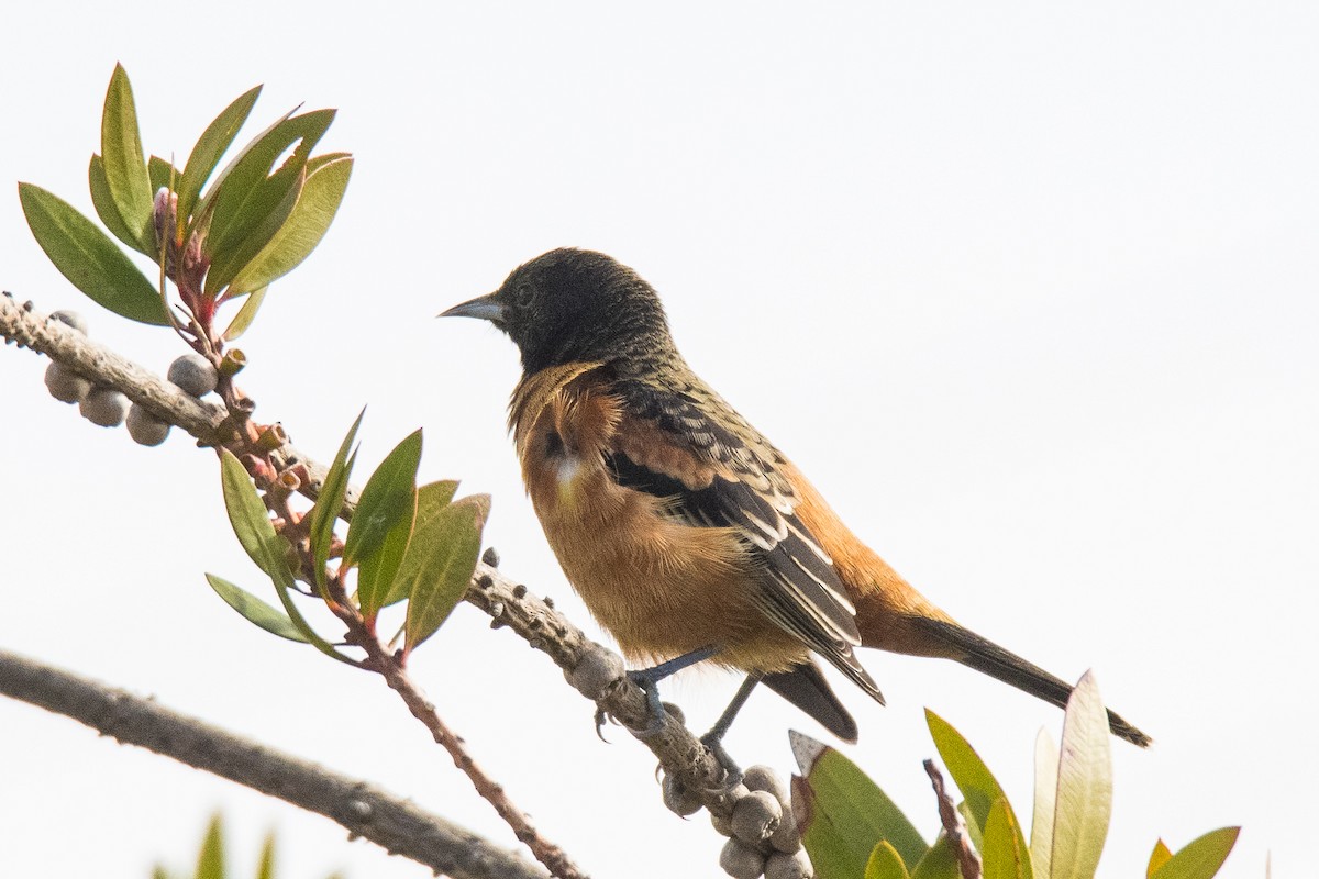 Orchard Oriole - ML208117721