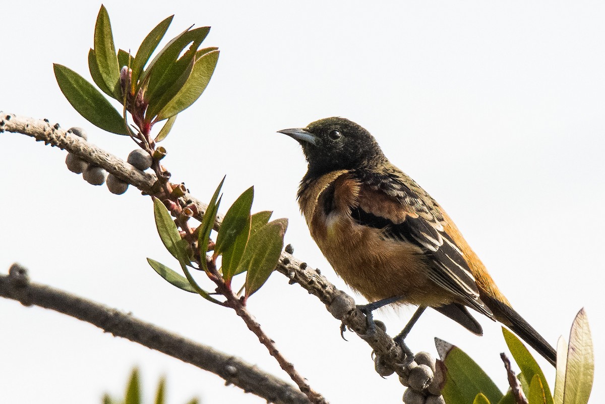 Orchard Oriole - ML208117731
