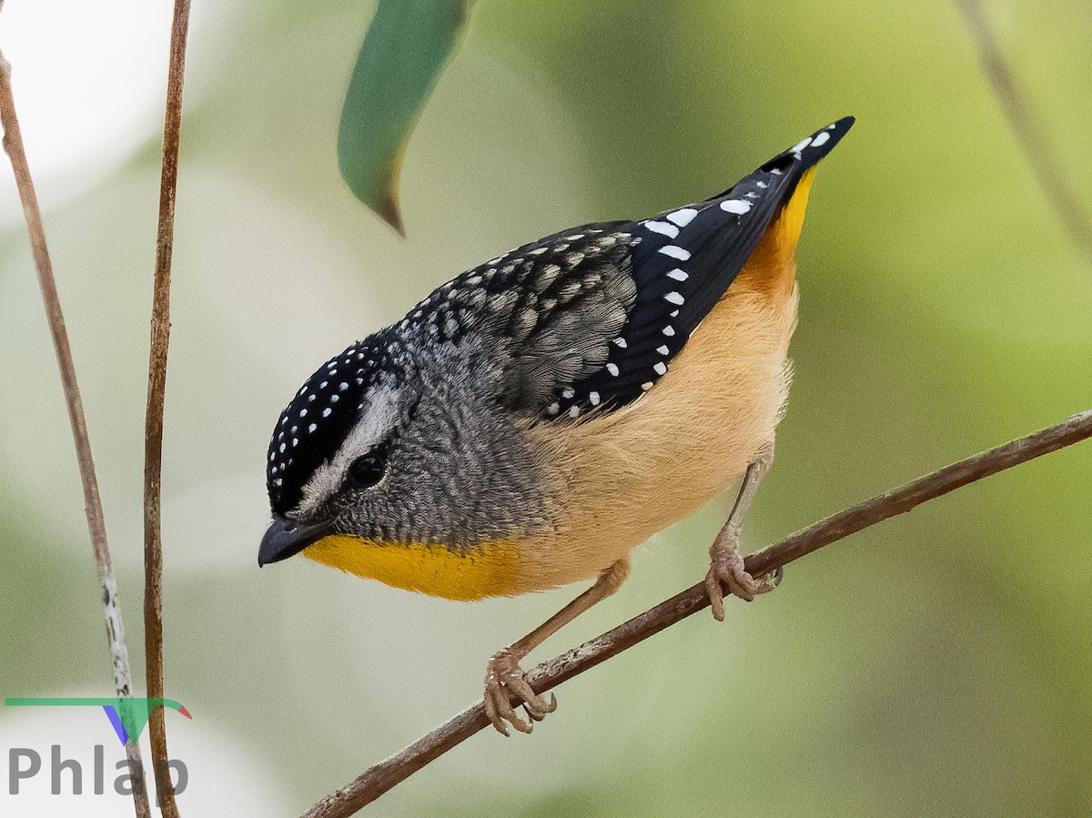 Spotted Pardalote - ML208117791