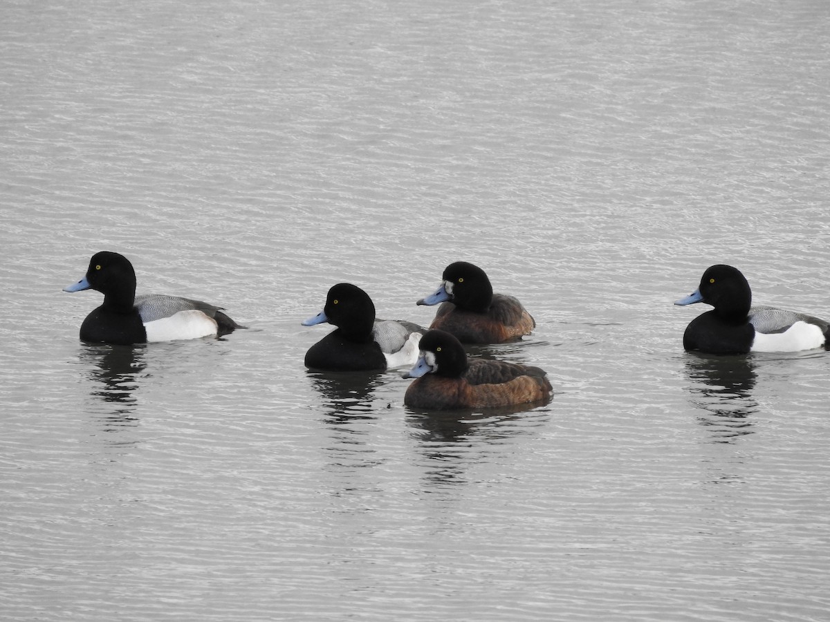 Greater Scaup - Timothy Leque