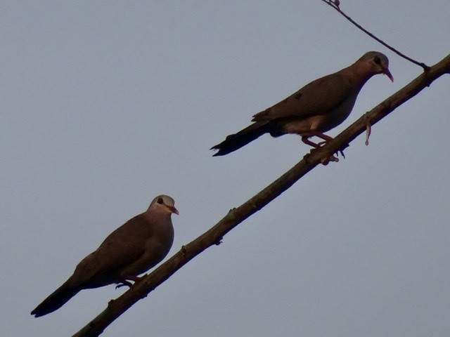 Blue-spotted Wood-Dove - ML208120991