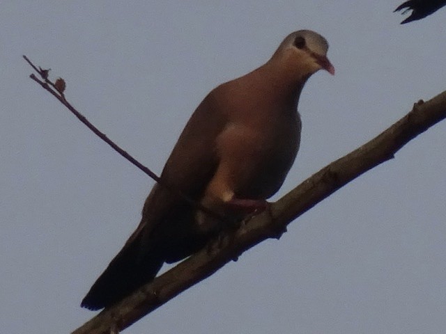 Blue-spotted Wood-Dove - ML208121001
