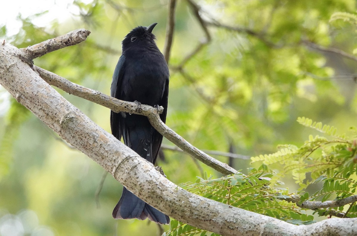 Square-tailed Drongo-Cuckoo - ML208121401