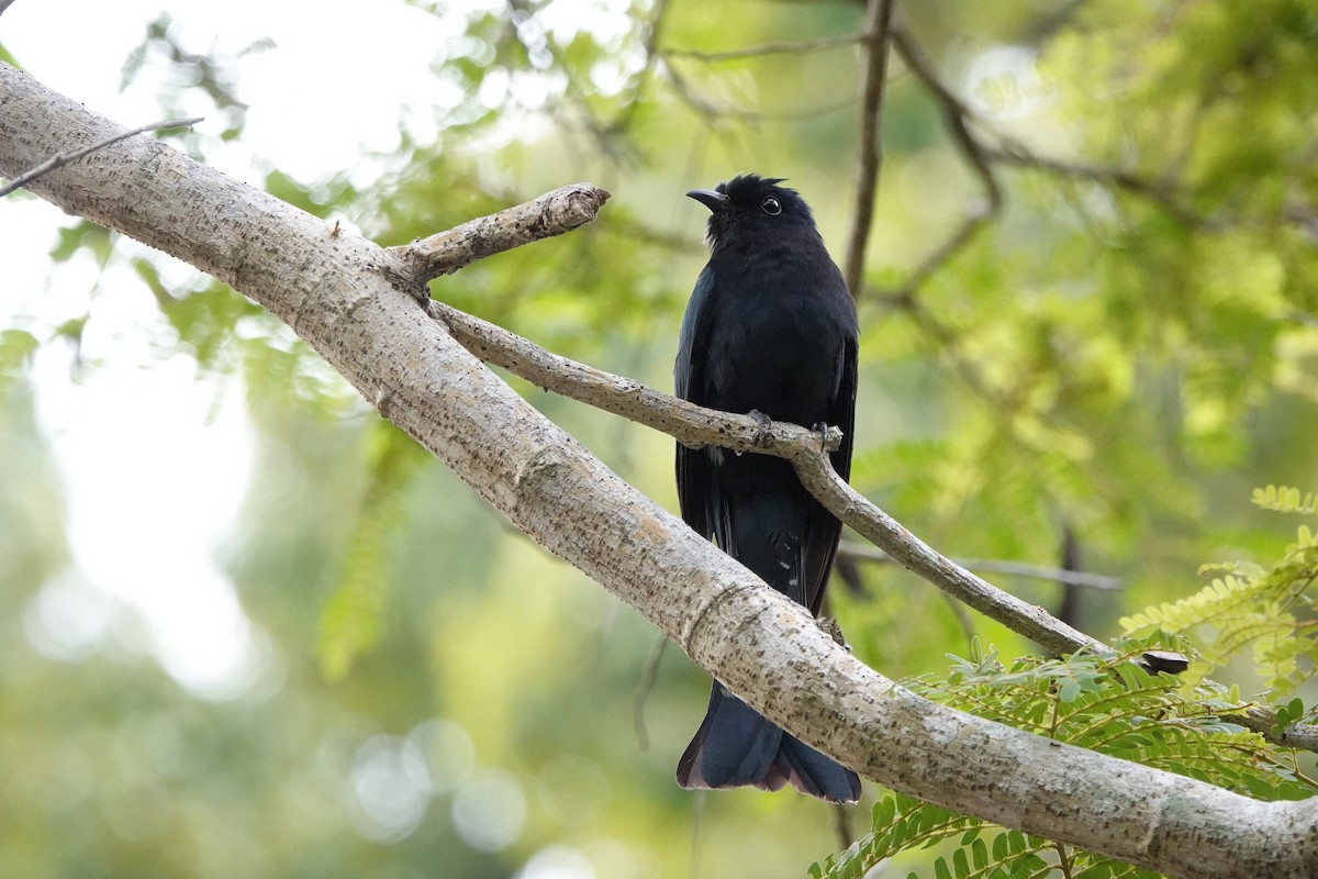 Square-tailed Drongo-Cuckoo - Martin Kennewell