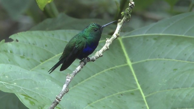 Violet-bellied Hummingbird - ML208125591