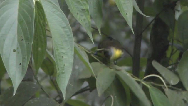 Flame-rumped Tanager (Lemon-rumped) - ML208126111
