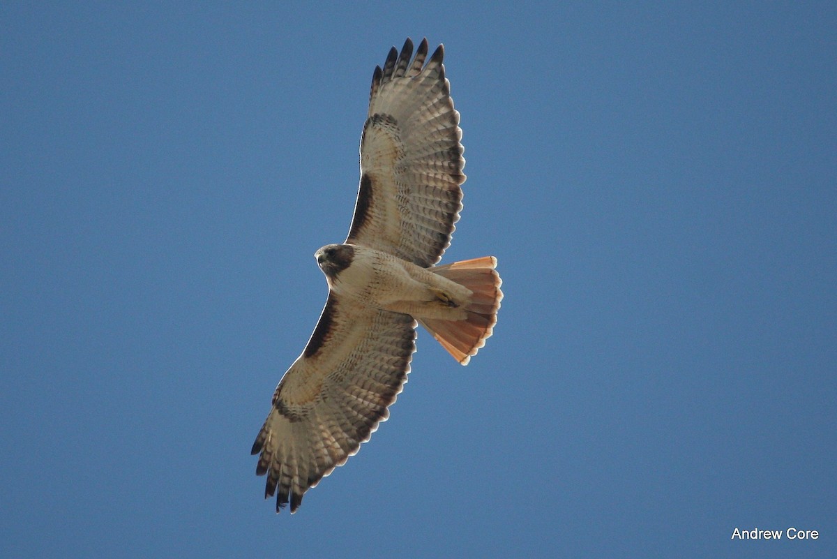 Red-tailed Hawk - Andrew Core