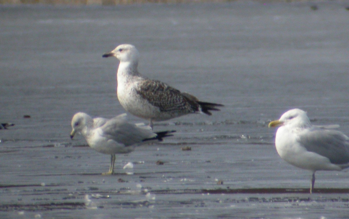 eBird Checklist 15 Mar 2009 Kensington MetroparkLivingston Co
