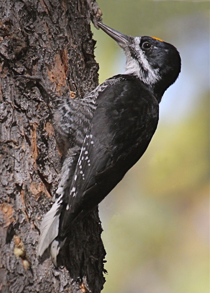 Black-backed Woodpecker - ML208131891