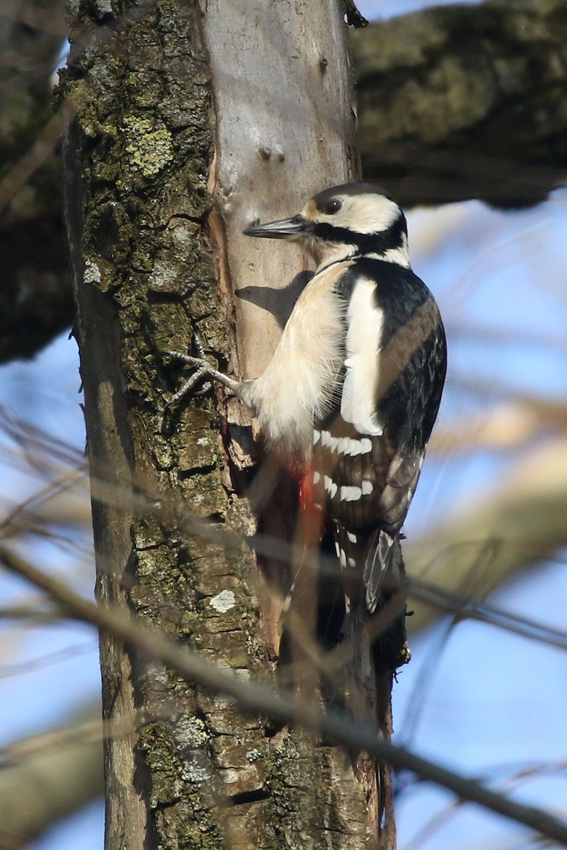 Great Spotted Woodpecker - ML208132231