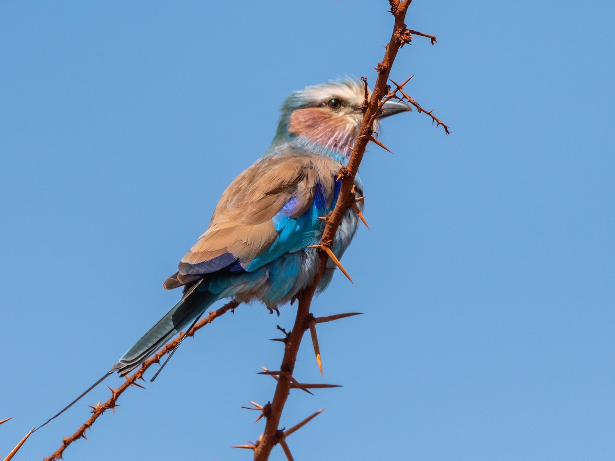 Lilac-breasted Roller - Jean-Louis  Carlo
