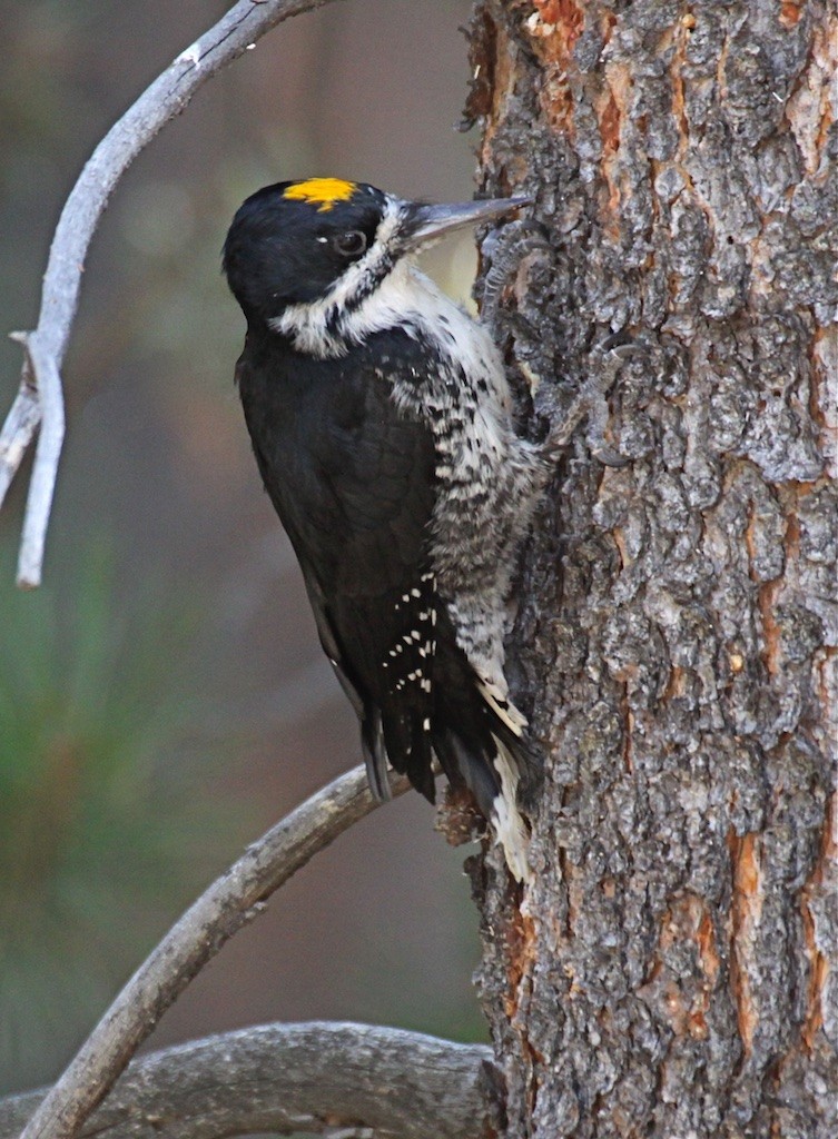 Black-backed Woodpecker - Ed Harper
