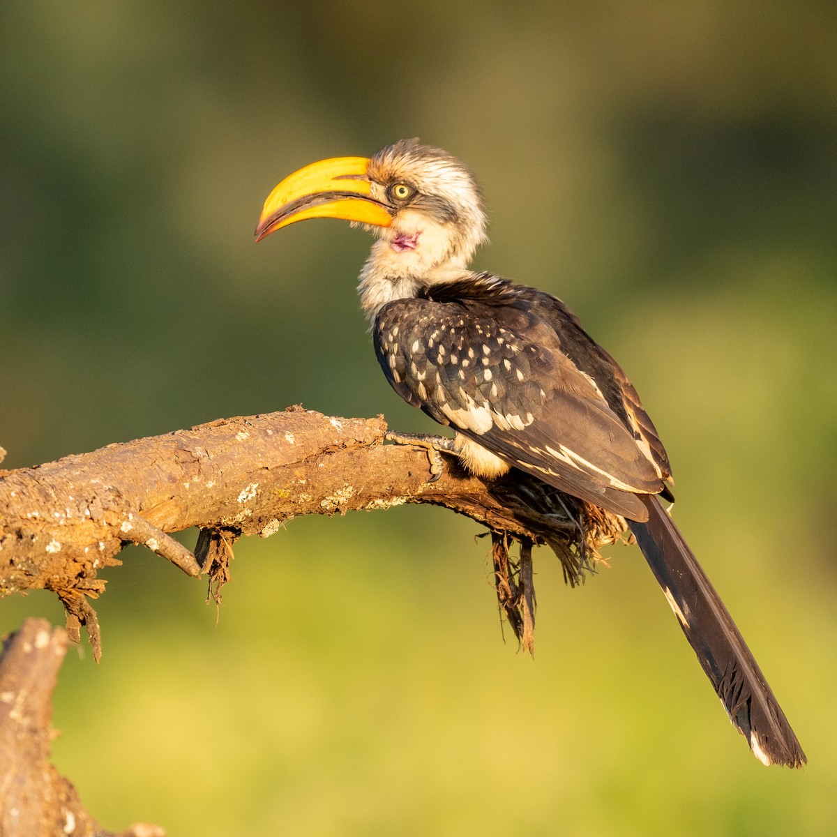 Eastern Yellow-billed Hornbill - Jean-Louis  Carlo