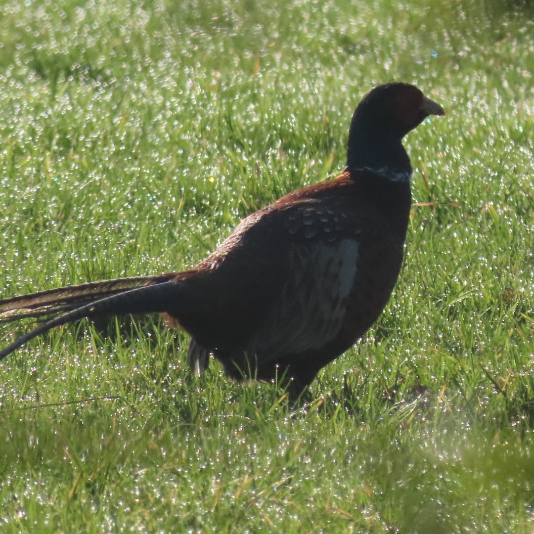 Ring-necked Pheasant - ML208134881