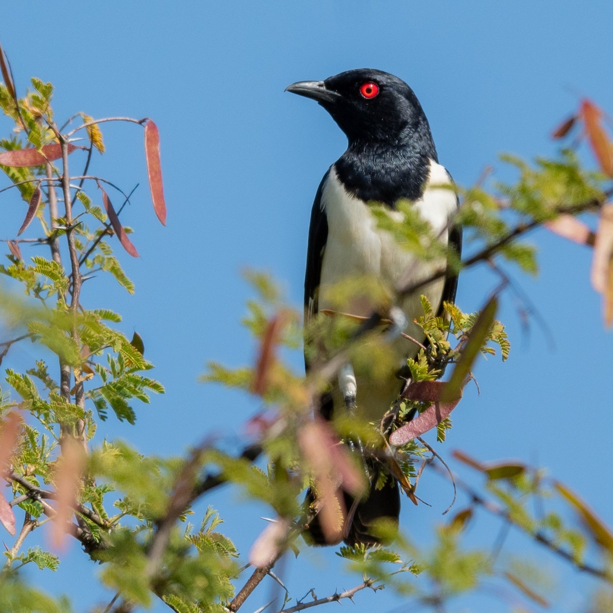 Magpie Starling - ML208134981