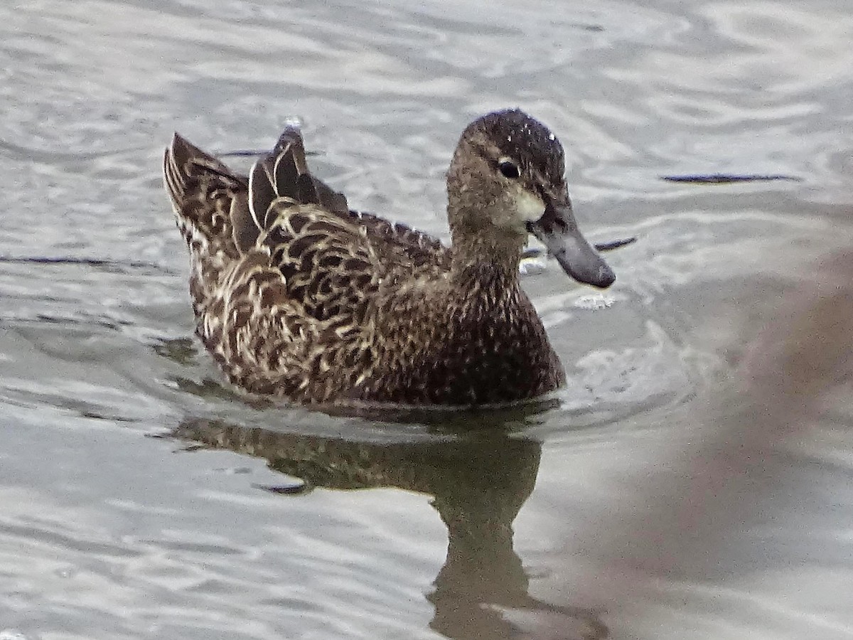 Blue-winged Teal - ML208136101