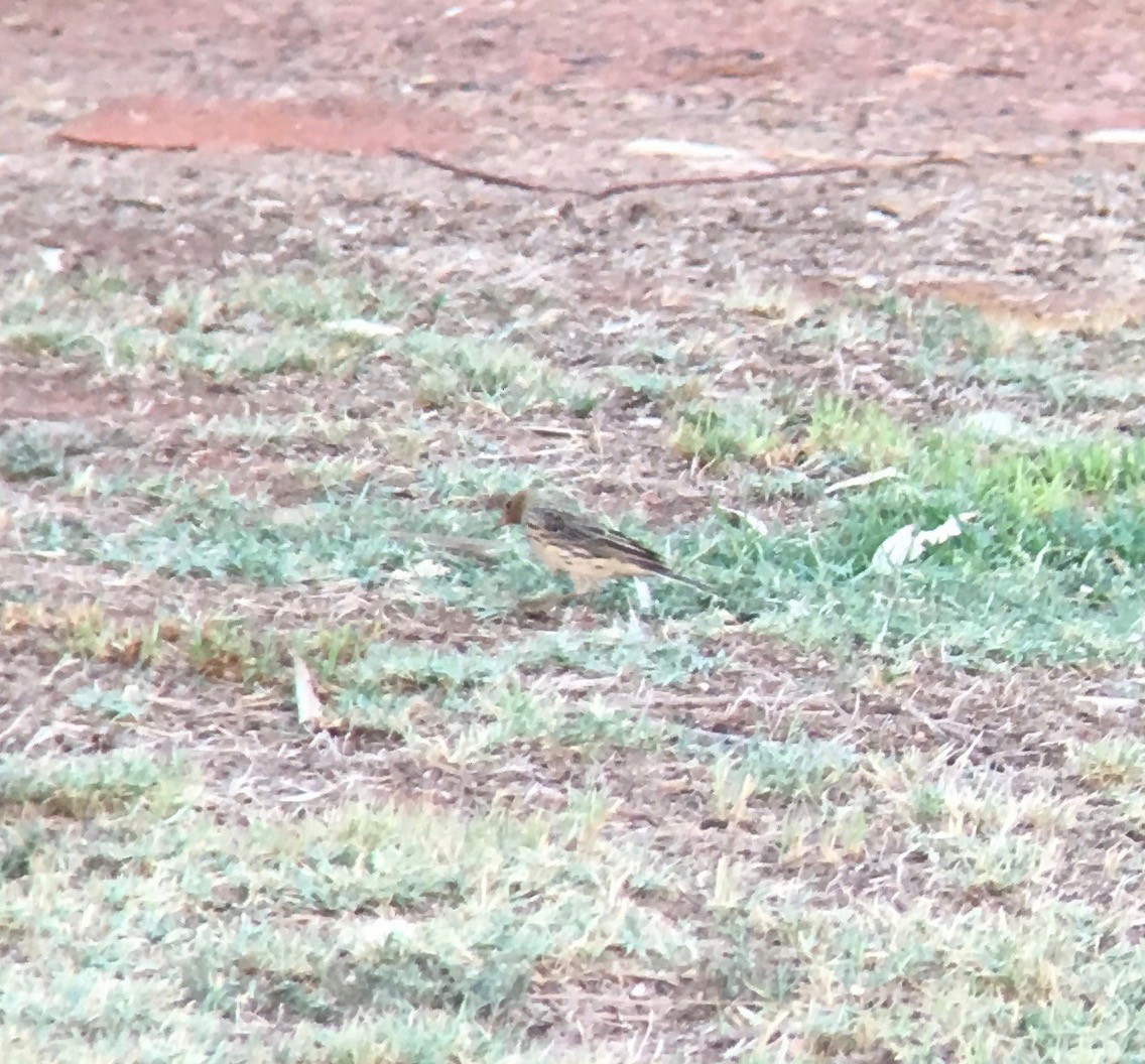 Red-throated Pipit - ML208136171