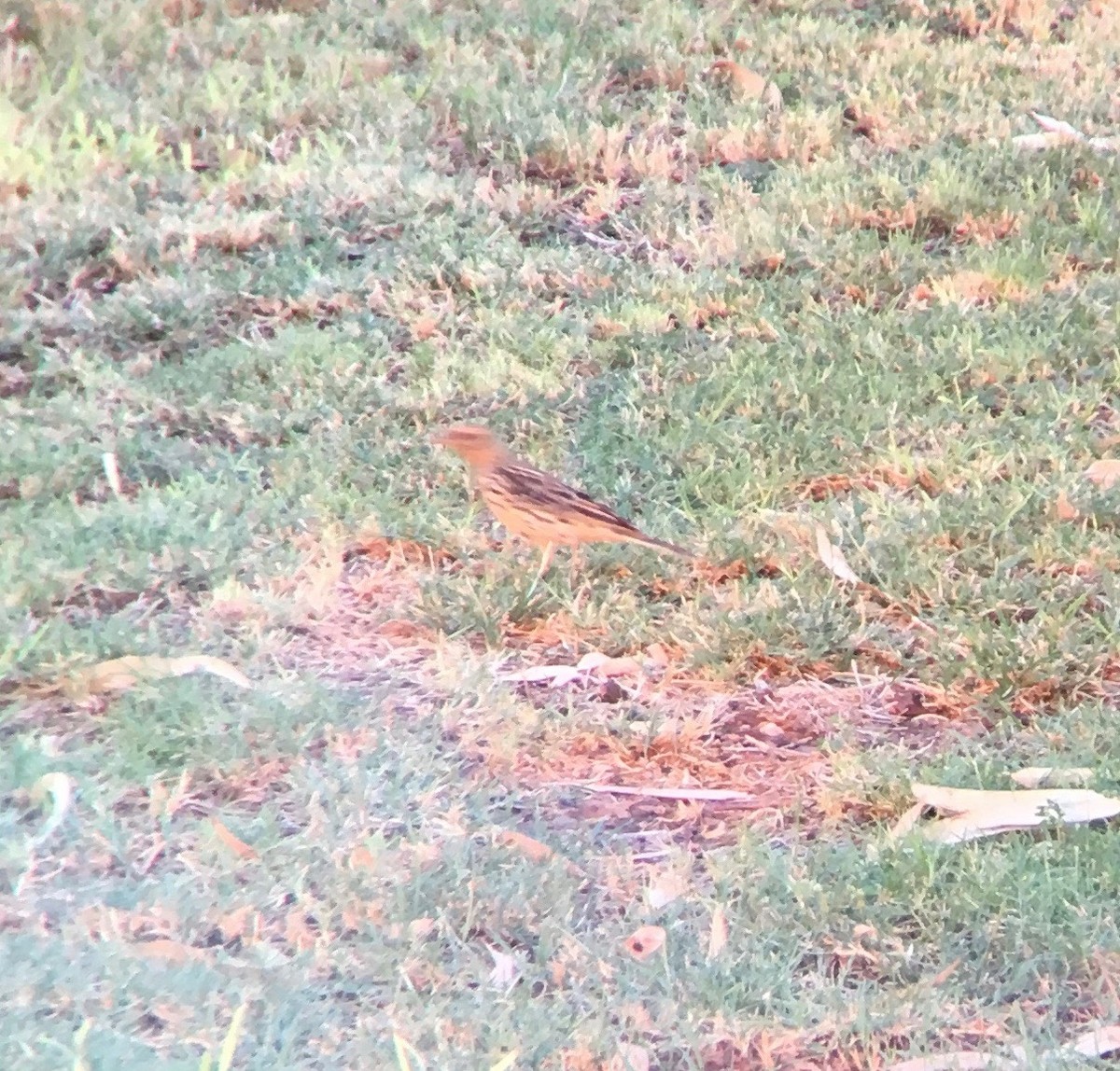 Red-throated Pipit - ML208136191