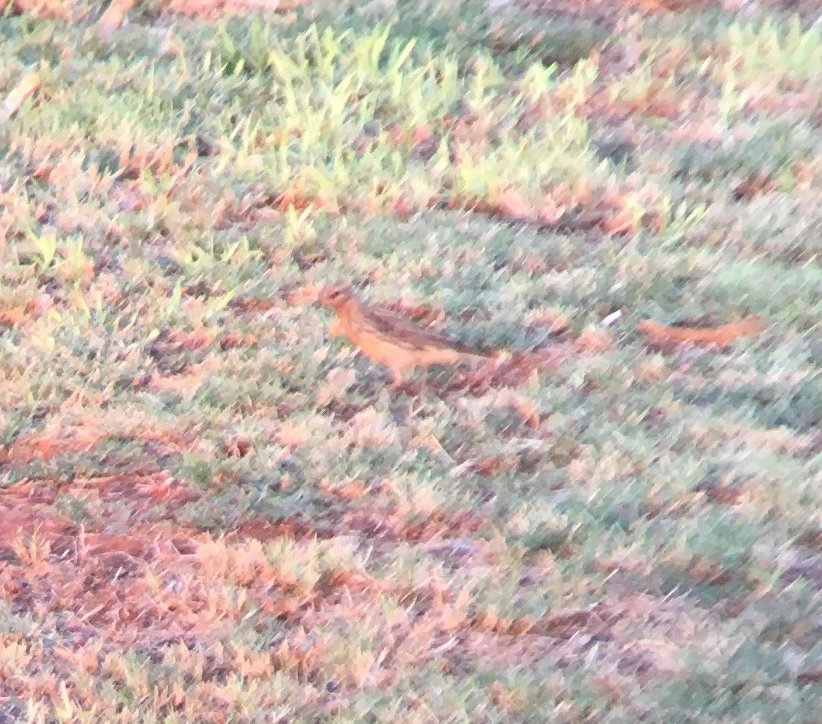 Red-throated Pipit - ML208136211