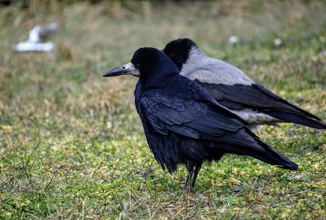 Rook - eBird