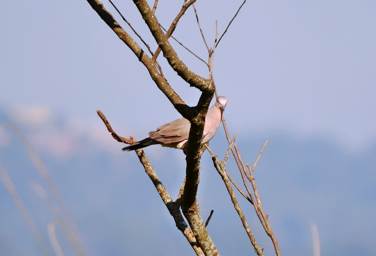 White-tipped Dove - André Perez