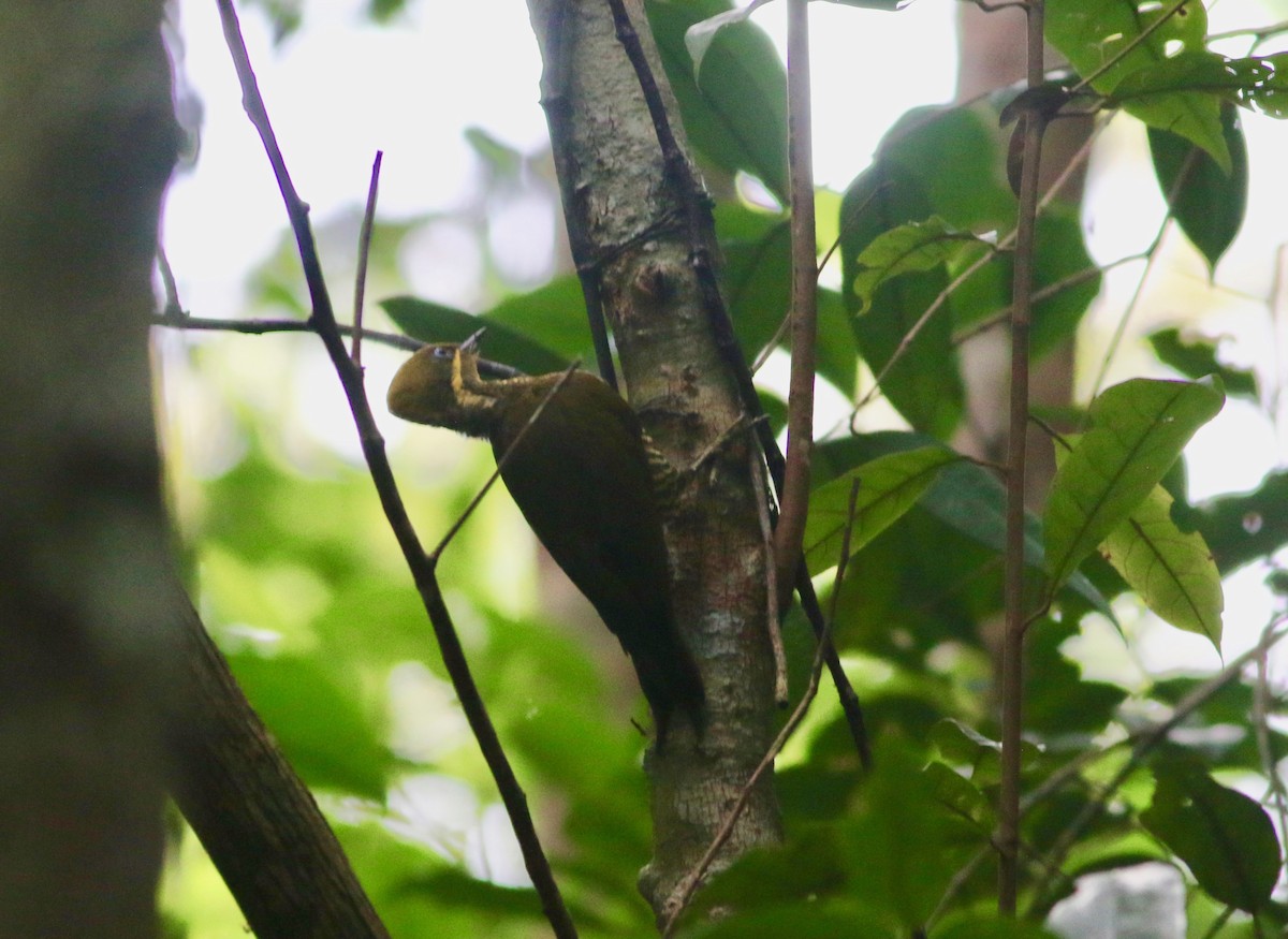 Golden-green Woodpecker (Atlantic) - ML208139981