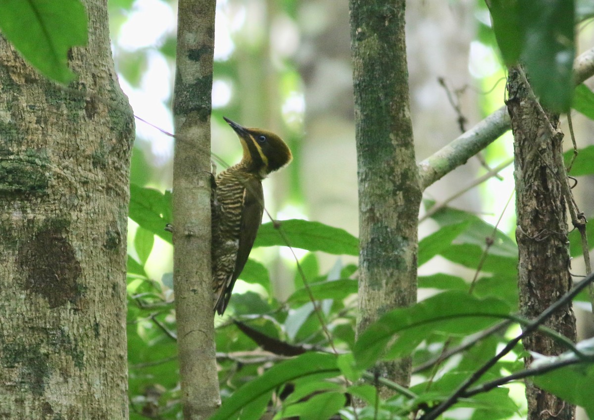 Golden-green Woodpecker (Atlantic) - ML208139991