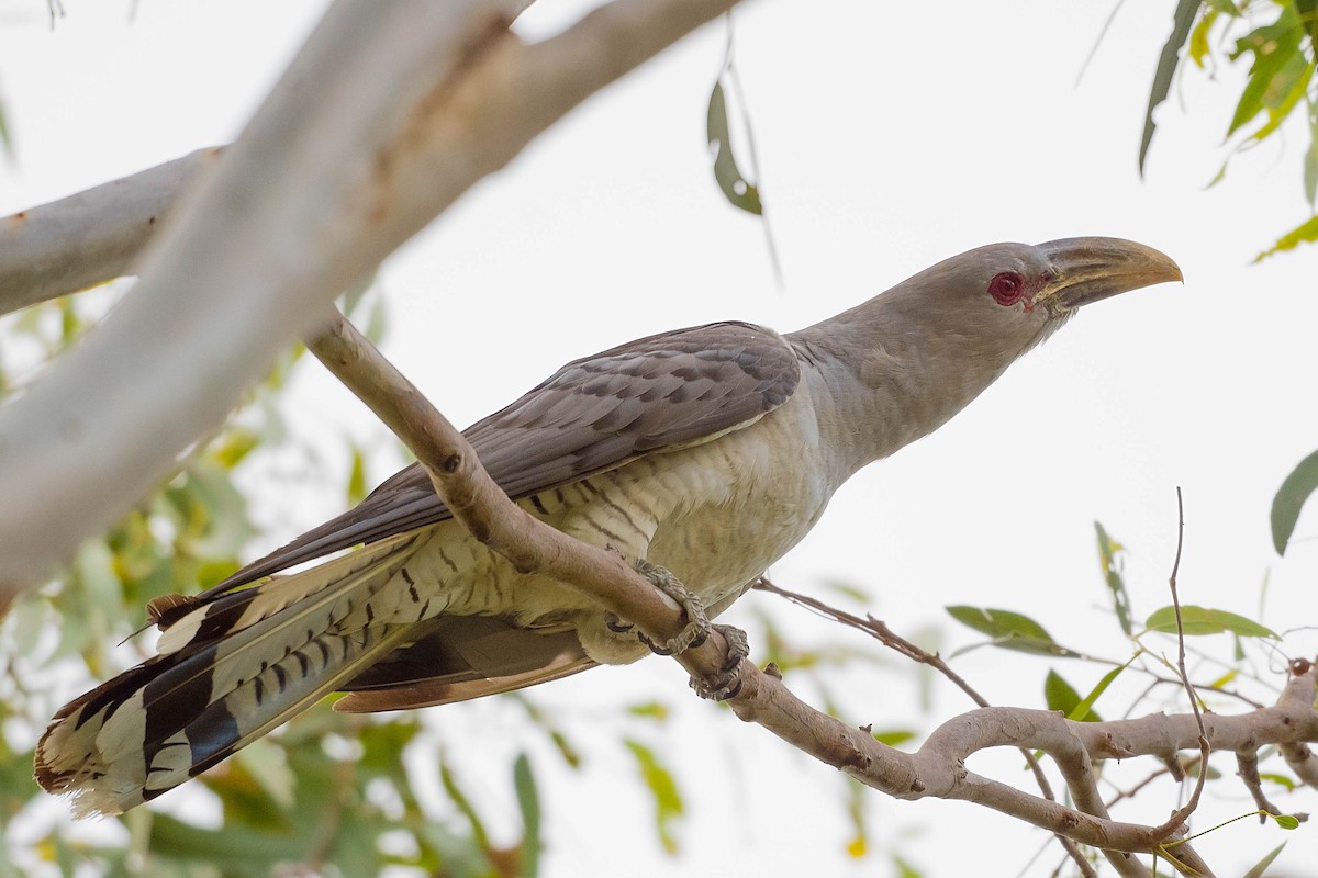 Channel-billed Cuckoo - Terence Alexander