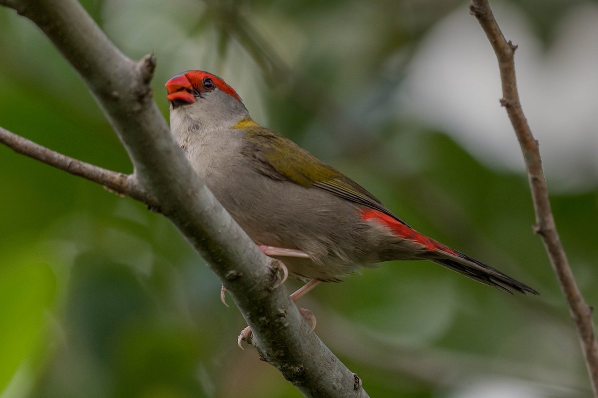 Red-browed Firetail - ML208141411