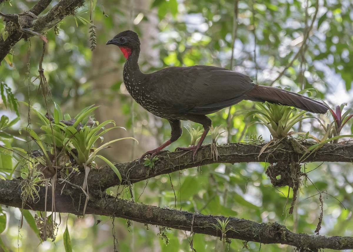 Crested Guan - Leandro Arias