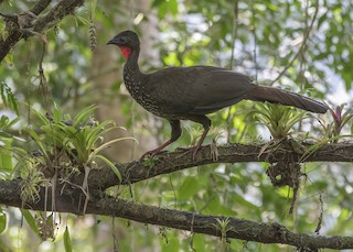 Crested Guan, ML208144501
