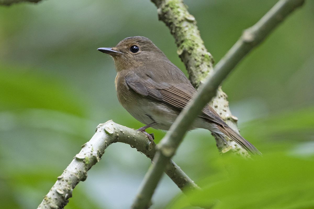 Blue-and-white Flycatcher - ML208145561