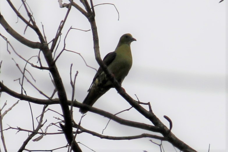 Wedge-tailed Green-Pigeon - ML208146221