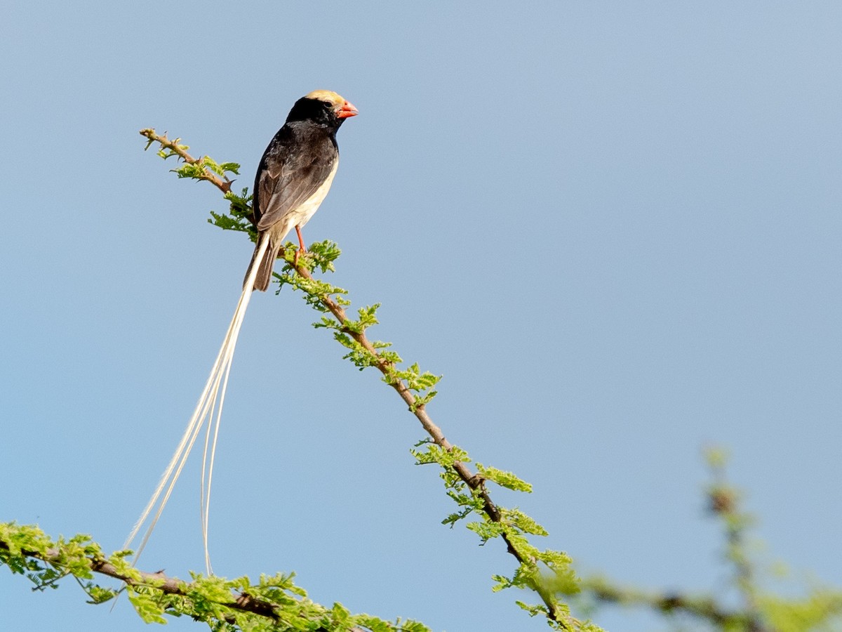 Straw-tailed Whydah - Jean-Louis  Carlo