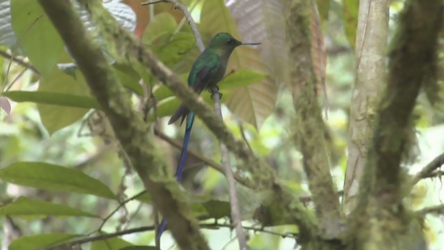 Violet-tailed Sylph - ML208156971