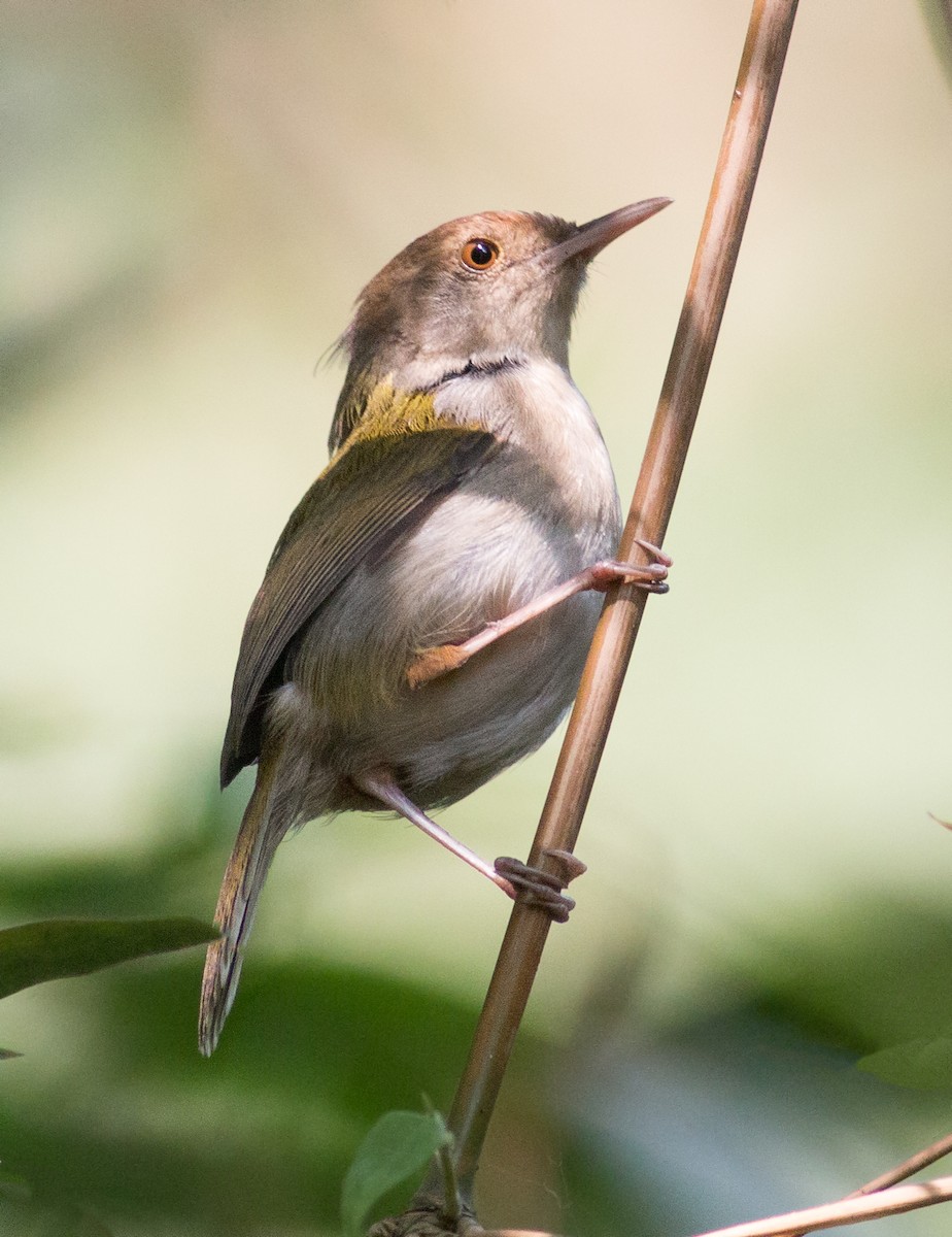 Common Tailorbird - Zaber Ansary -BirdingBD Tours