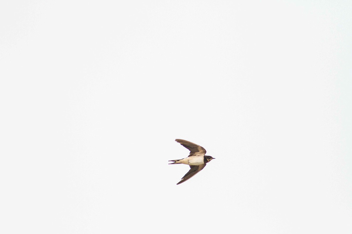 Barn Swallow - ML208159291