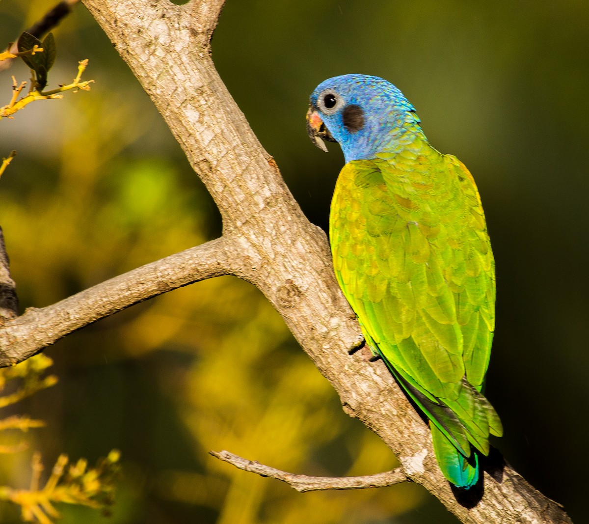 Blue-headed Parrot - Carlos Siegert