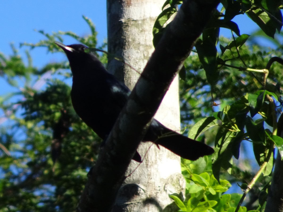 Black Catbird - ML208169791