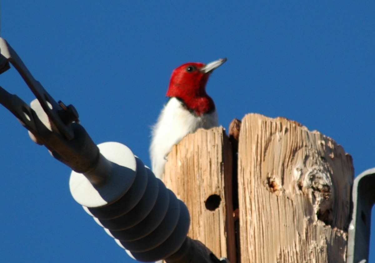 Red-headed Woodpecker - ML20816991